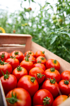 tomates en cageots