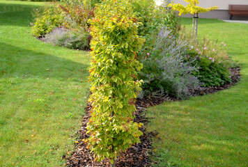 Hornbeam hedge in spring lush leaves let in light trunks and larger branches can be seen natural...