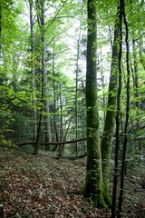 Forêt