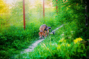 A dog in a wheelchair is happy and walks in the summer in good weather