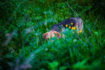 Russian hound hides in the tall green grass, trapping its prey