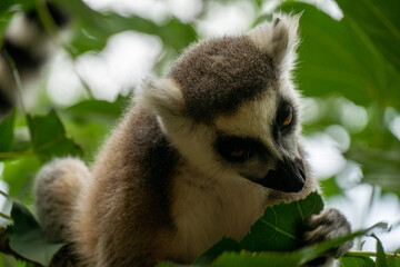 Ring- tailed lemur ( lemur catta) close up. wildlife madagaskar.