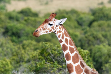 head and neck profile of a giraffe