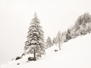 frosty trees