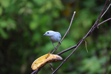 Blue-grey Tanager, La Fortuna, Costa Rica