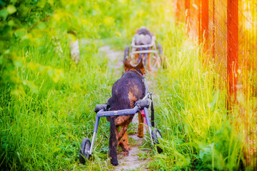 Happy rescued dog in wheelchair calmly walks in summer