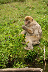Close up of a wild macaque or Gibraltar monkey, one of the most famous attractions of the British overseas territory. Barbary macaques (berberaffe)