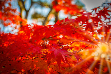 Maple leaves in beautiful fall.