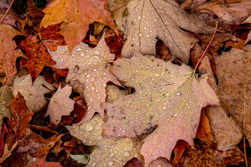 raindrops on leaves