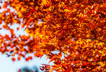 Red maple leaves on the moss floor is a beautiful green.