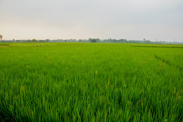 Close up of long green rice plants, paddy plants in an Indian field of  West Bengal, selective focusing