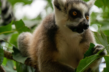 Ring- tailed lemur ( lemur catta) close up. wildlife madagaskar.