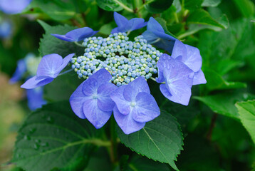アジサイ