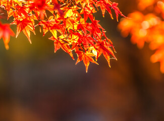 Naklejka na ściany i meble Maple leaves in beautiful fall.