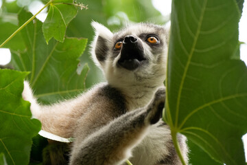 Ring- tailed lemur ( lemur catta) close up. wildlife madagaskar. © Eline
