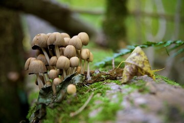 Champignons