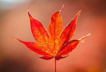 Maple color change beautiful