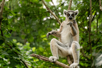 Ring- tailed lemur ( lemur catta) close up. wildlife madagaskar. © Eline