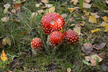 Champignon - L'amanite tue-mouches