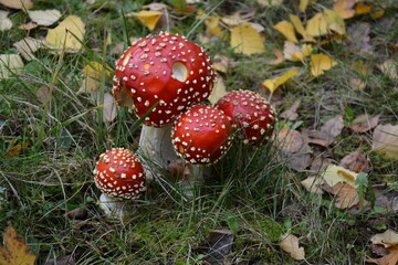 Champignon - L'amanite tue-mouches