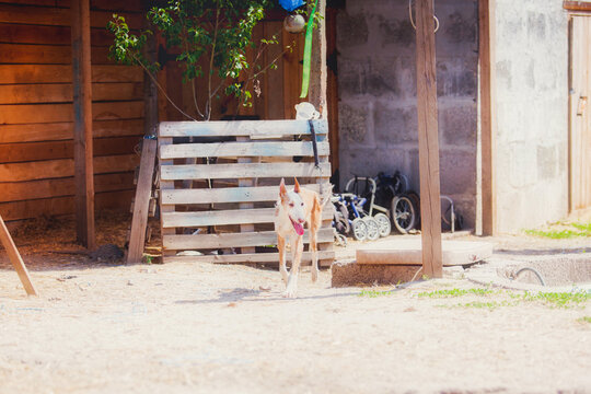 Podenko ibicenko dog, ivyssian greyhound for a walk in the courtyard in summer