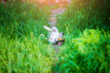 Coonhound walks in the grass, scratches its back on the ground, hound in the forest while hunting, hound plays in summer