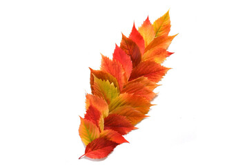 Colorful autumn leaves isolated on white.
