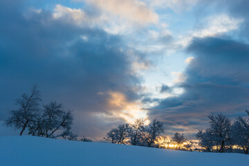 Sunrise behind frosty birch trees