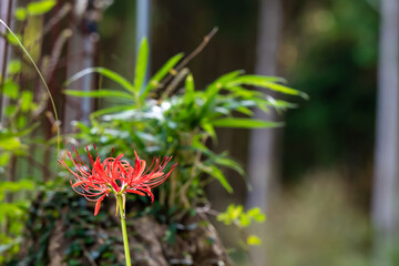 日本の秋のお彼岸に咲く赤い綺麗な曼珠沙華の花、彼岸花とも呼ばれる。
