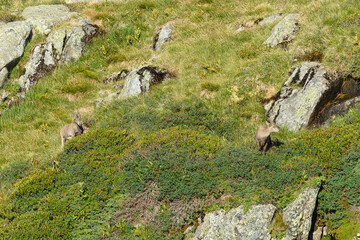 two alpine ibex grazing on steep rocks
