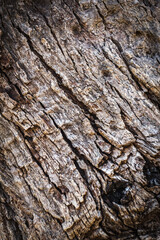 Bark wood in nature texture