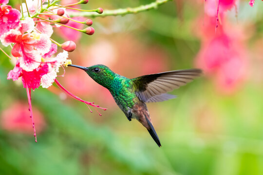 Copper-rumped hummingbird feeding on Pride of Barbados flowers in a garden. hummingbirds and flowers, bird in flight, wildlife in nature.