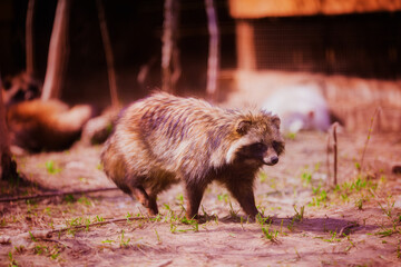 Raccoon dog rescued from fur production resting in nature