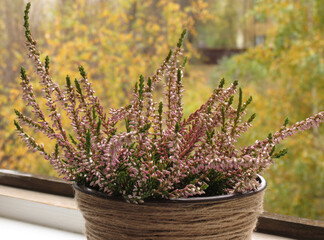 Heather in a pot on a windowsill, close-up. In the background, yellow and green autumn trees.