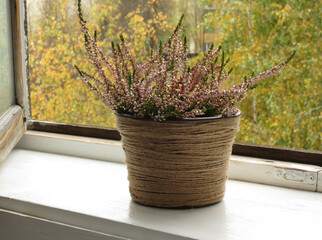 Heather in a pot on a windowsill, close-up. In the background, yellow and green autumn trees.