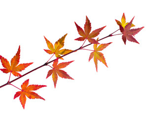 Fresh red Maple leaf and stem isolated white background.