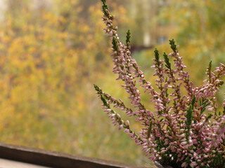 Lilac heather flowers close-up, in the background yellow and green autumn trees.