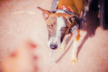 Close-up of a ginger dog with an expressive look