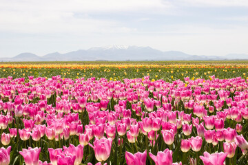 tulips in the tulip farm