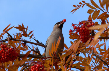bird on a branch