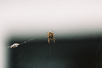 Spider on a Web
