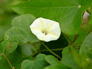 Ipomoea obscura, small white morning glory or  obscure morning glory flower