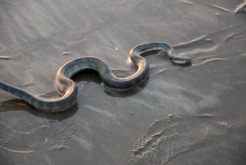 Wild sea snake on the coast of the Indian Ocean.