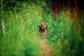 Happy dog ​​on a wheelchair walks in the summer on a sunny day