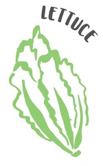 Lettuce hand painted with ink brush isolated on white background