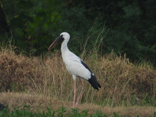 Asian Open Bill. big Bird. Giant Bird