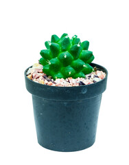 Cactus in a beautiful flower pot