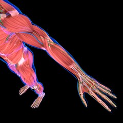 Obraz na płótnie Canvas Human Muscle Anatomy For medical concept