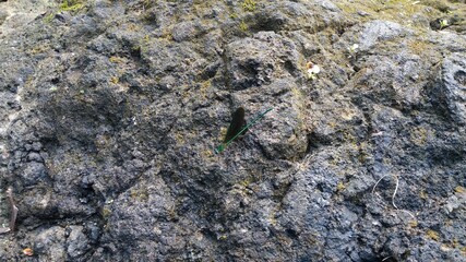 Little cute dragonfly on the rock
