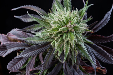 Cannabis buds medical macro photo with trichomes